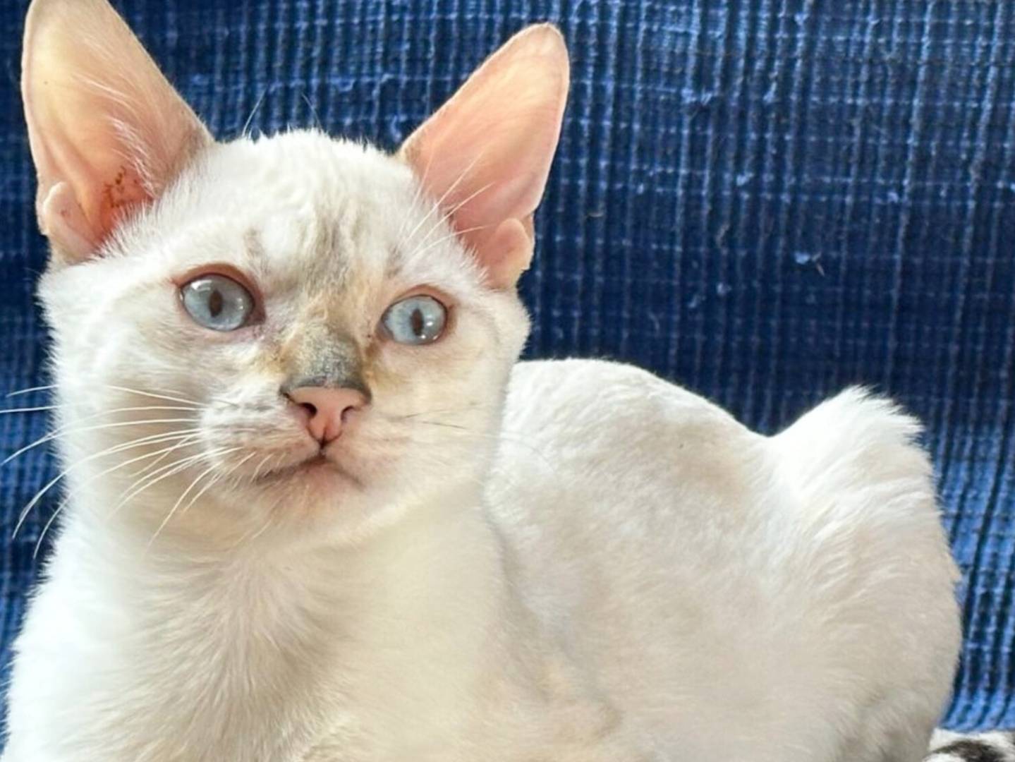 Adotta un gatto, taglia non valida, maschio, Torino