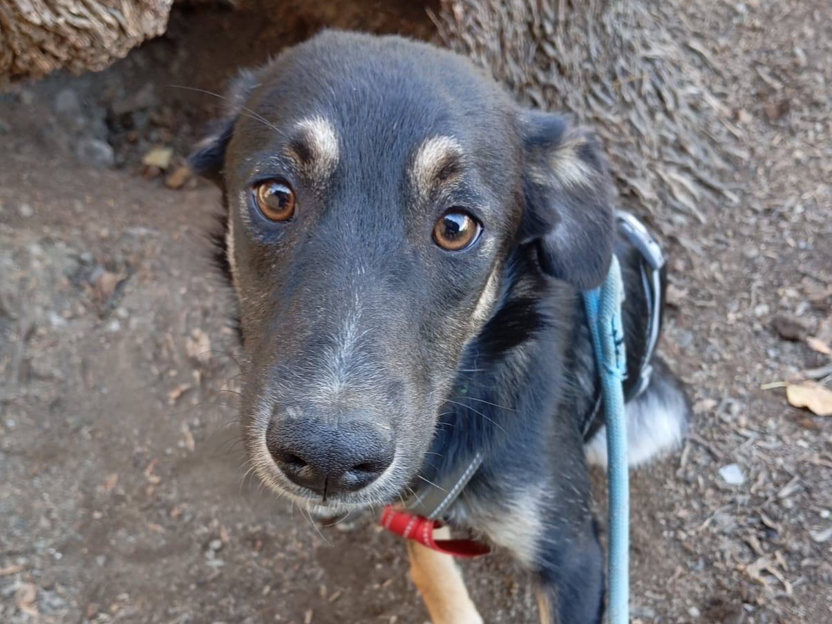 Adozione cane, maschio, Razza sconosciuta Razza sconosciuta, 4 mesi, taglia media, Como