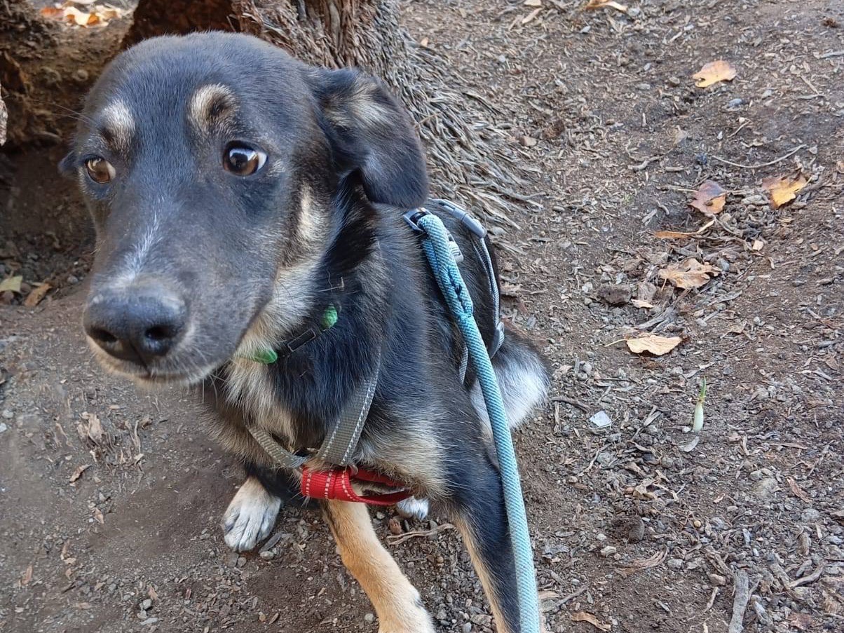 Adotta un cane, maschio, 4 mesi, Como