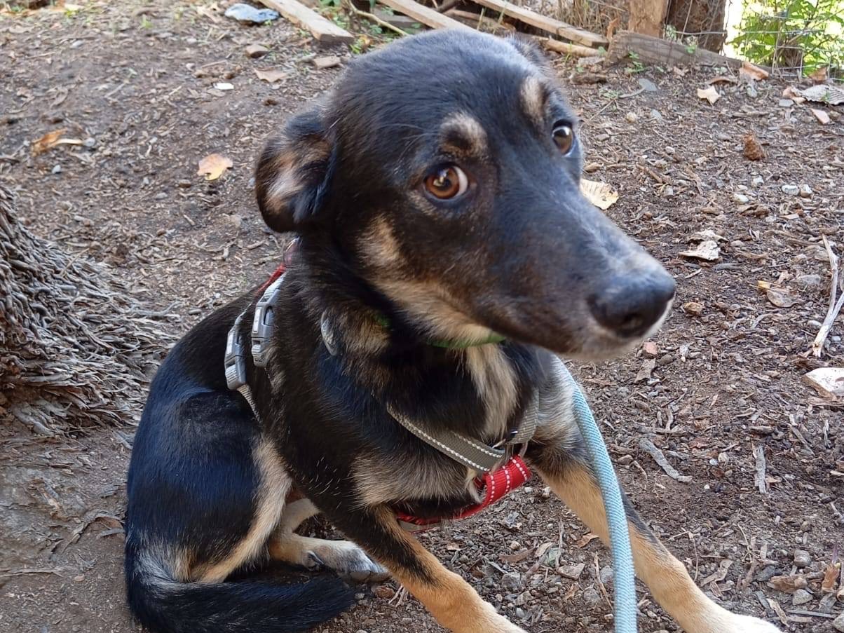 Vuoi adottare un cane a Como?