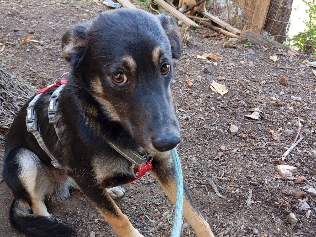 Adotta il cane Freddy a Como