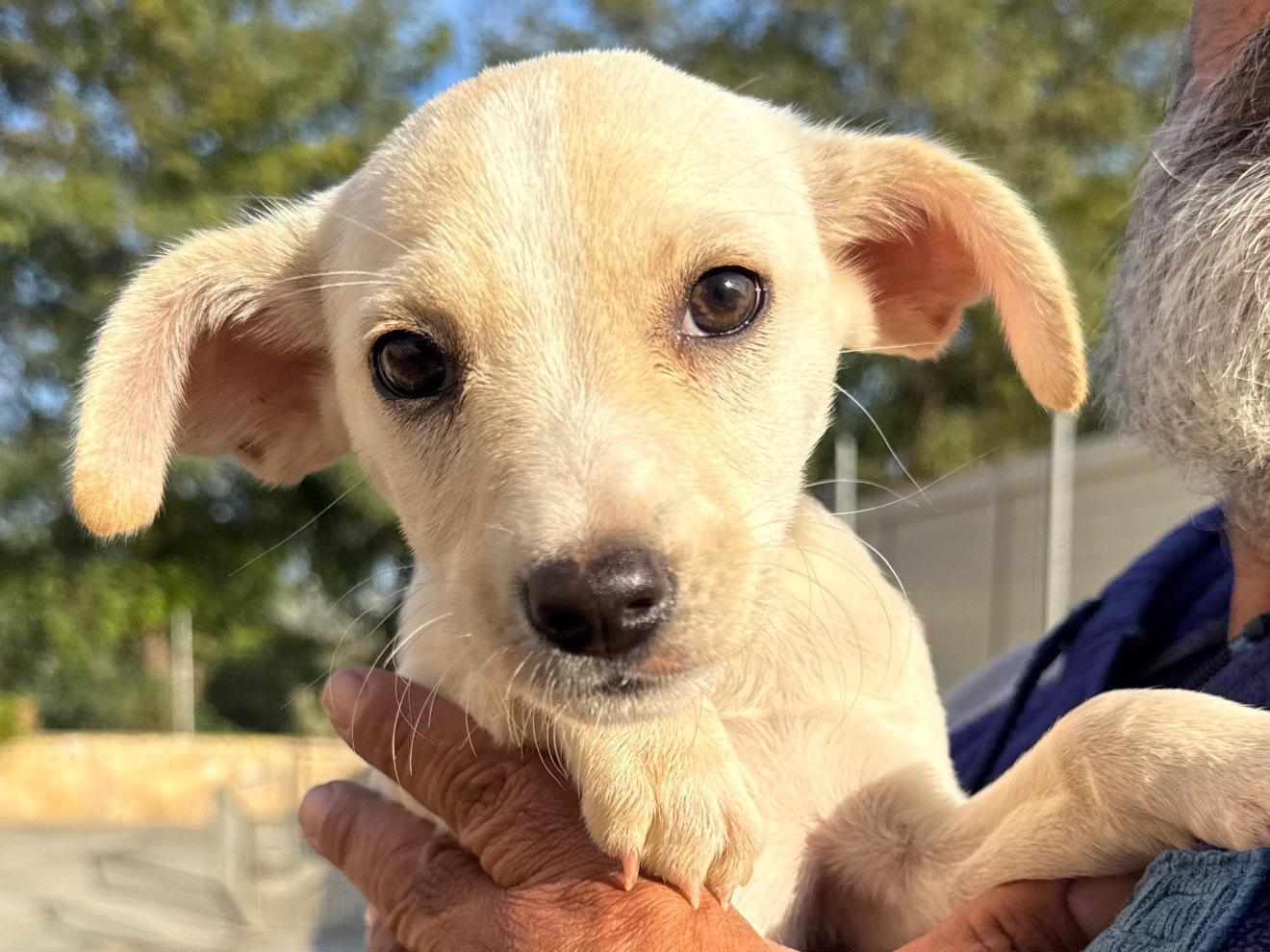 Adozione cane, femmina, Razza sconosciuta Razza sconosciuta, 3 mesi, taglia media contenuta, Matera