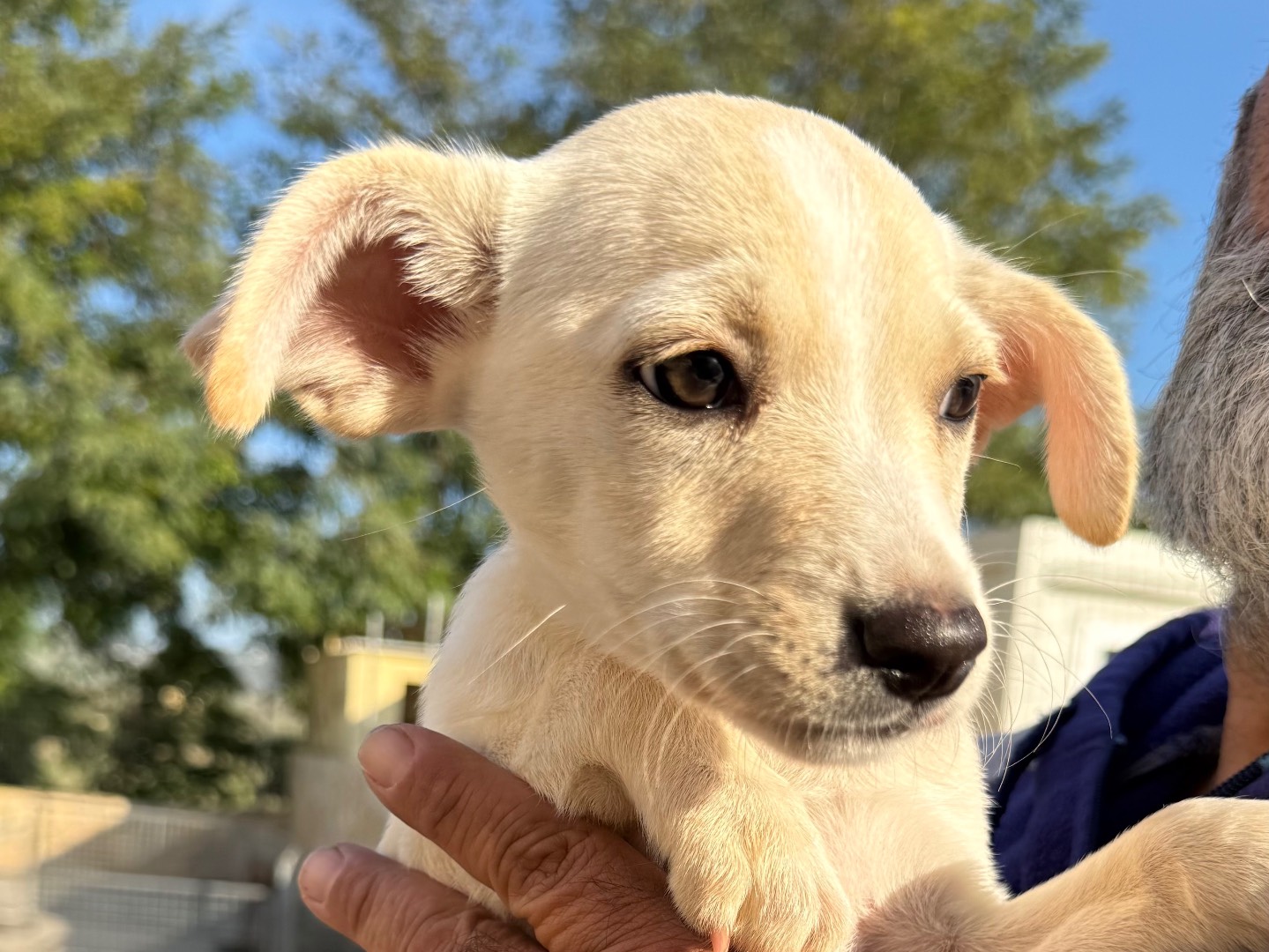 Adotta un cane, femmina, 3 mesi, Matera