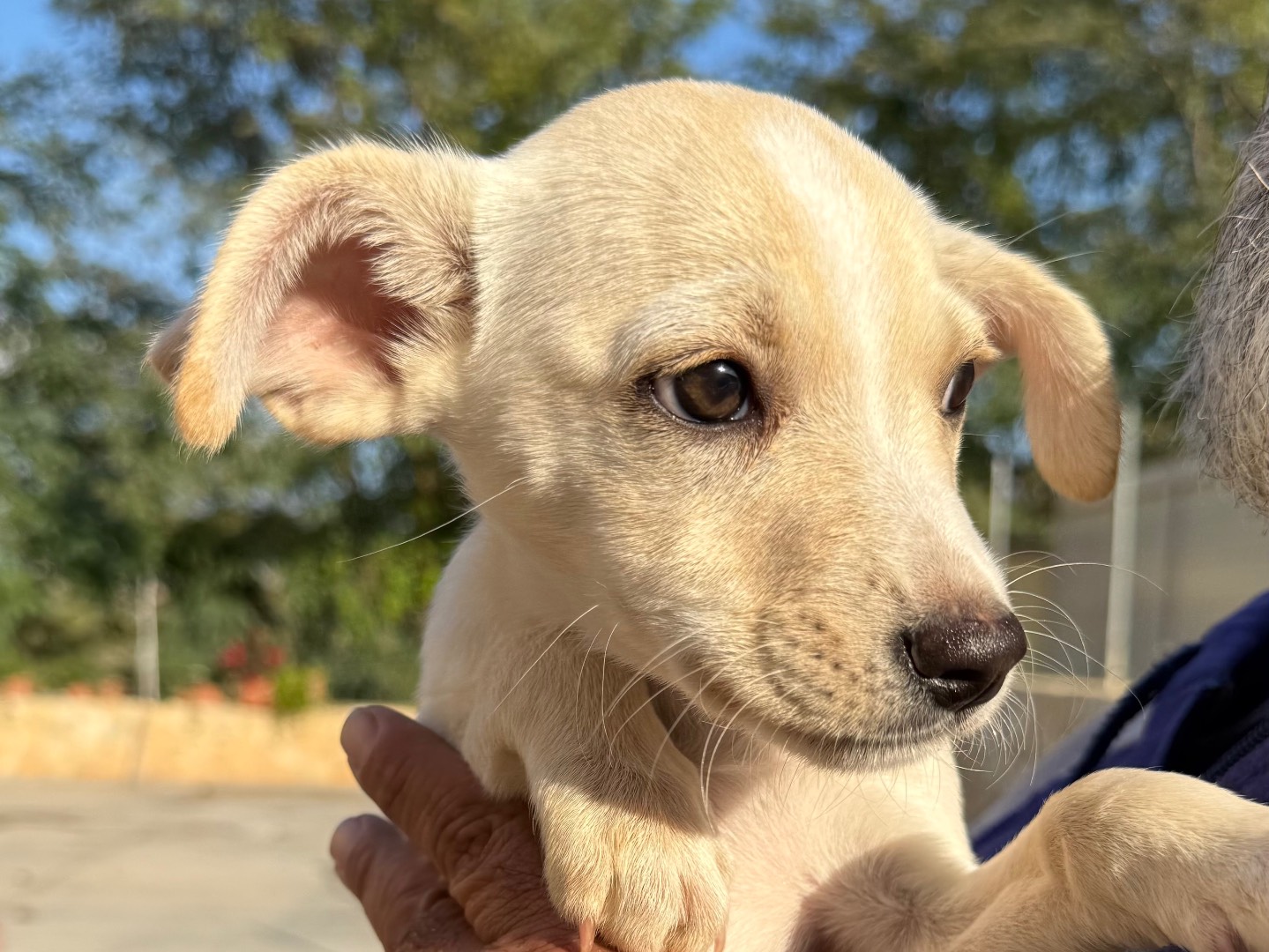 Adotta un cane, taglia media contenuta, femmina, Matera