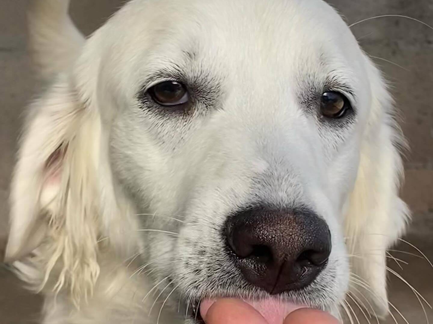 Vuoi adottare un cane a Latina?