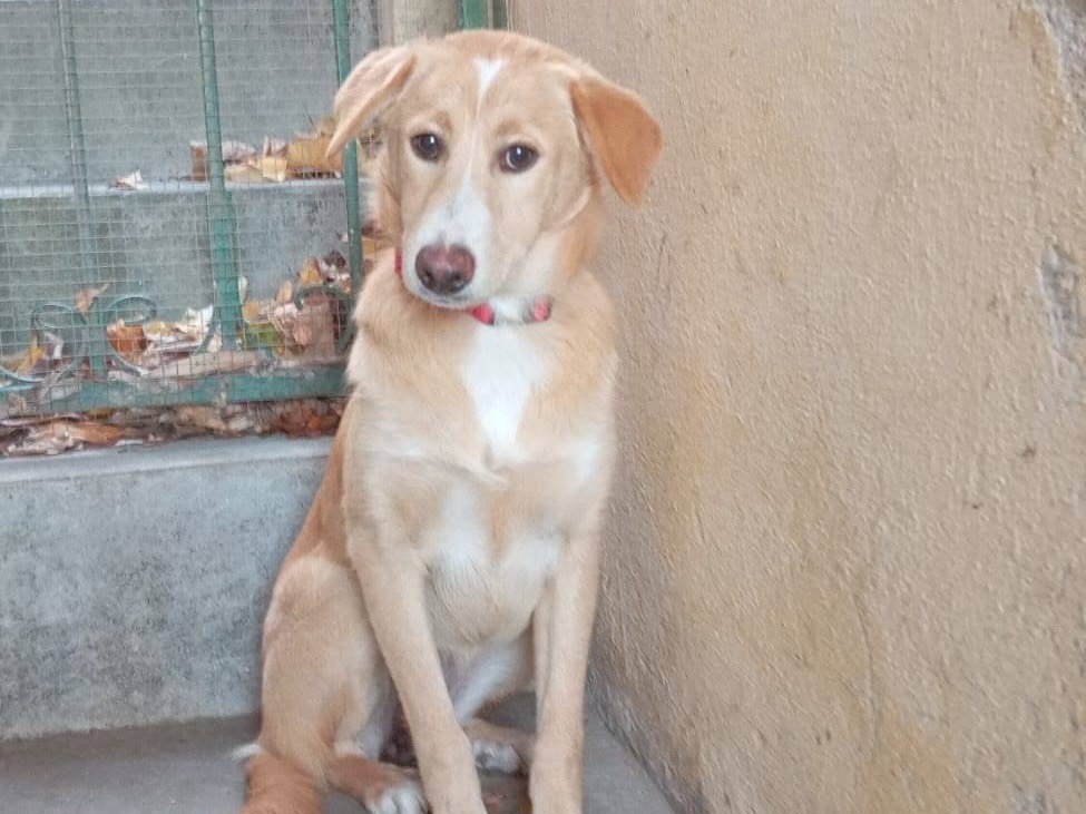 Adozione cane, femmina, Razza sconosciuta Razza sconosciuta, 4 mesi, taglia media, Trento