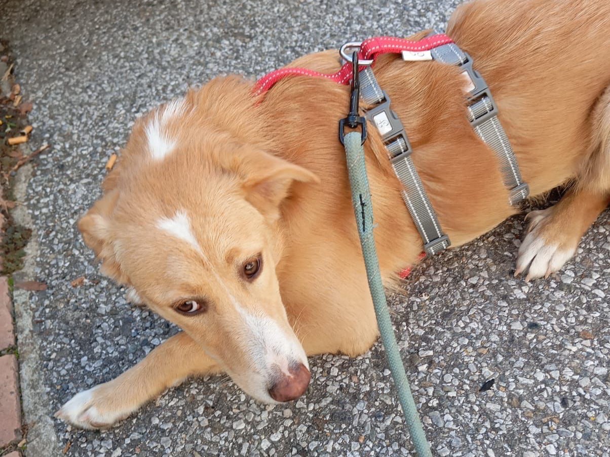 Adotta un cane, femmina, 4 mesi, Trento