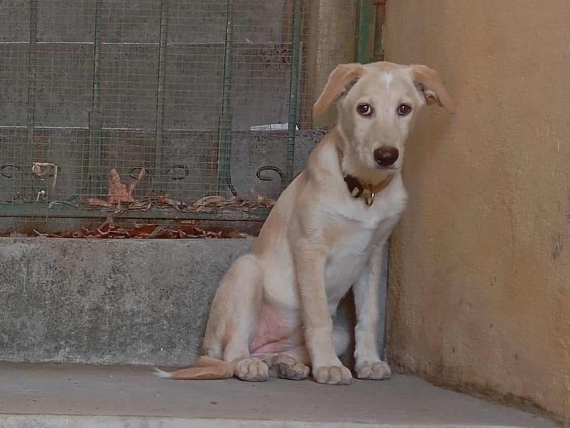 Adotta un cane, taglia media, femmina, Trento