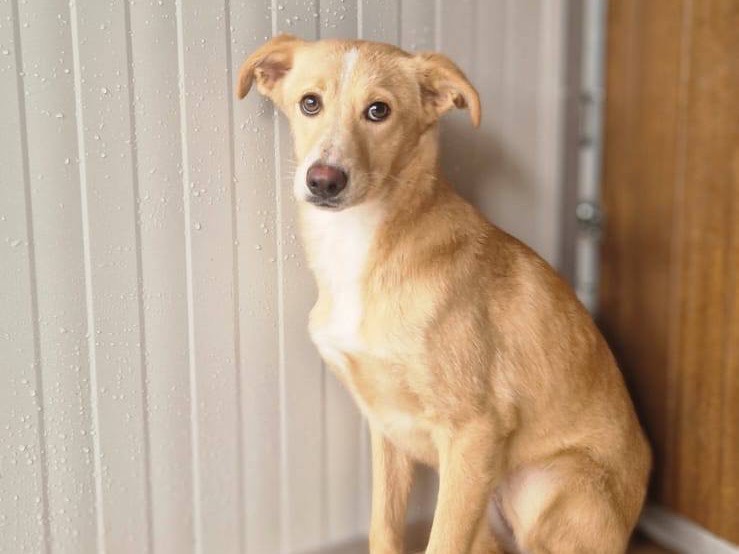 Adozione cane, femmina, Razza sconosciuta Razza sconosciuta, 4 mesi, taglia media, Pordenone