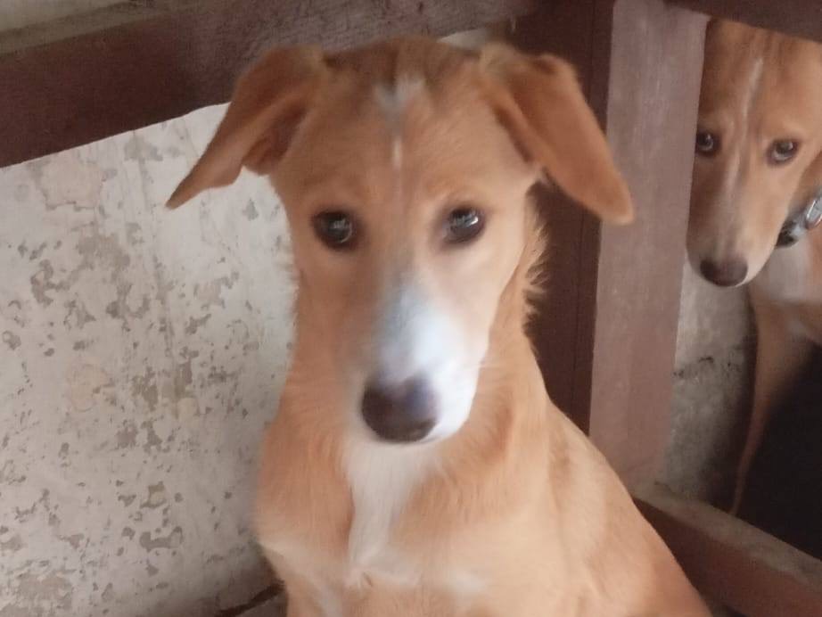Adotta un cane, femmina, 4 mesi, Pordenone