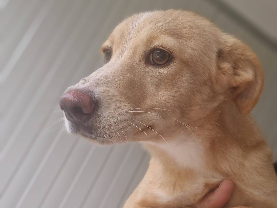 Adotta un cane, taglia media, femmina, Pordenone