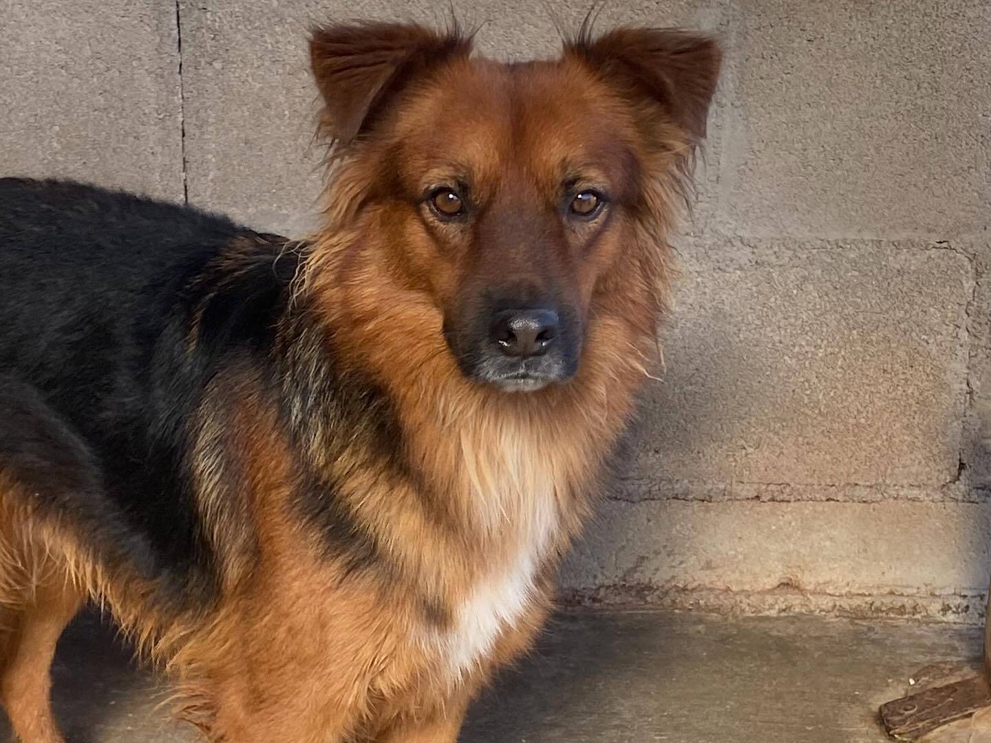 Adozione cane, maschio, Razza sconosciuta Razza sconosciuta, 4 anni e 8 mesi, taglia media, Latina