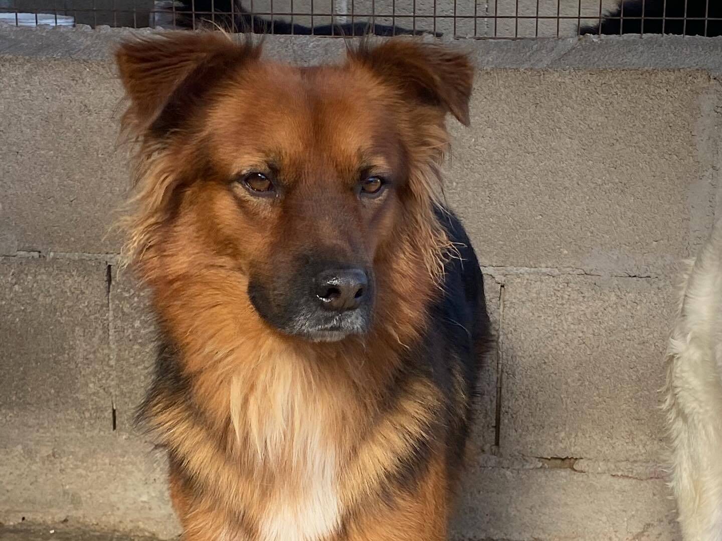 Adotta un cane, taglia media, maschio, Latina