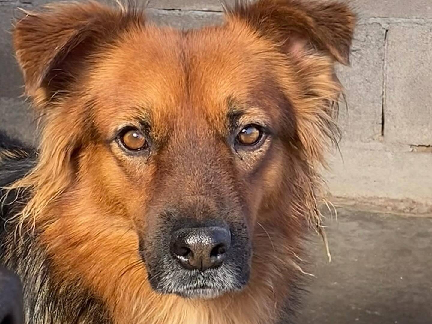 Vuoi adottare un cane a Latina?