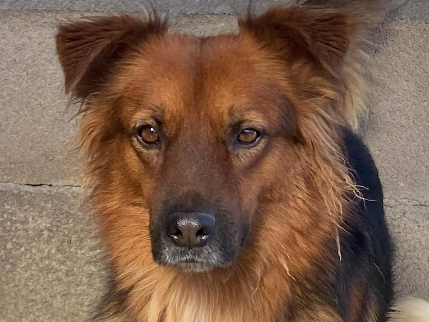 Adotta il cane Whisky a Latina