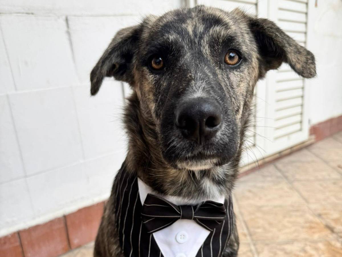 Adozione cane, maschio, Razza sconosciuta Razza sconosciuta, 4 mesi, taglia media, Caserta