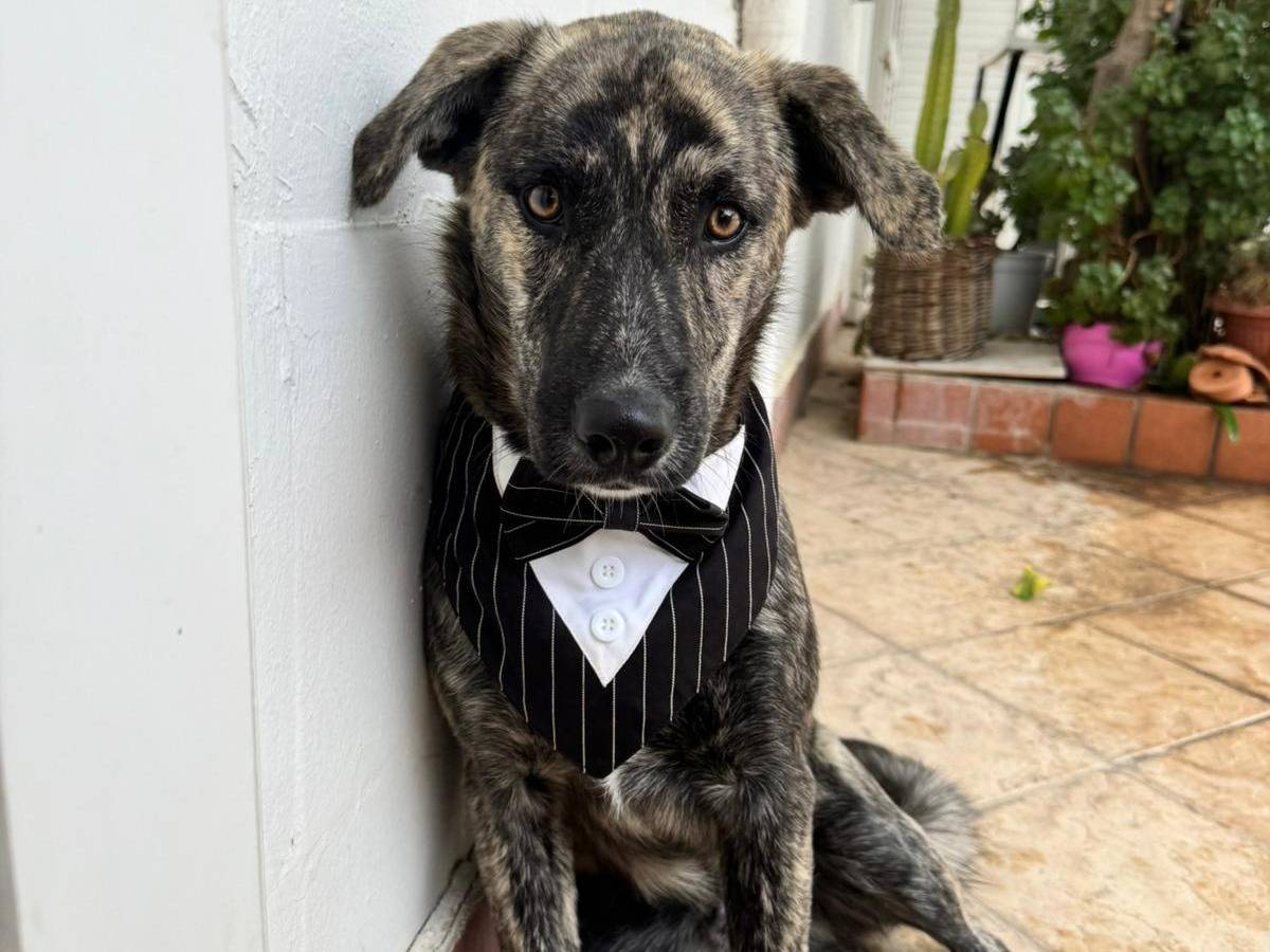 Adotta un cane, maschio, 4 mesi, Caserta