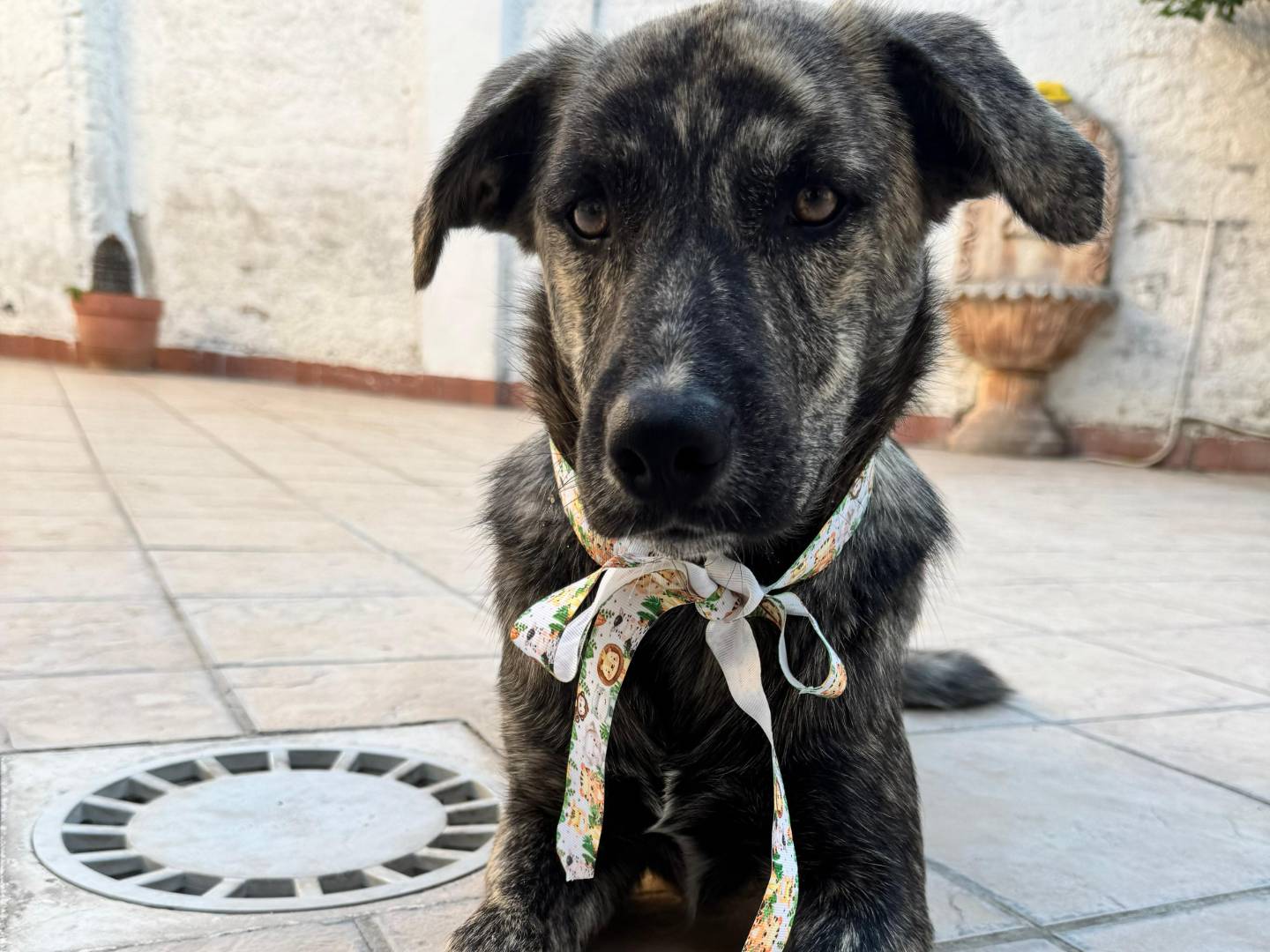 Adotta un cane, taglia media, maschio, Caserta