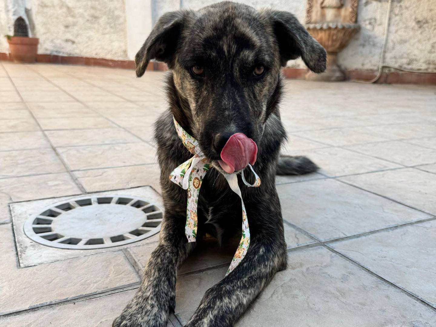 Vuoi adottare un cane a Caserta?