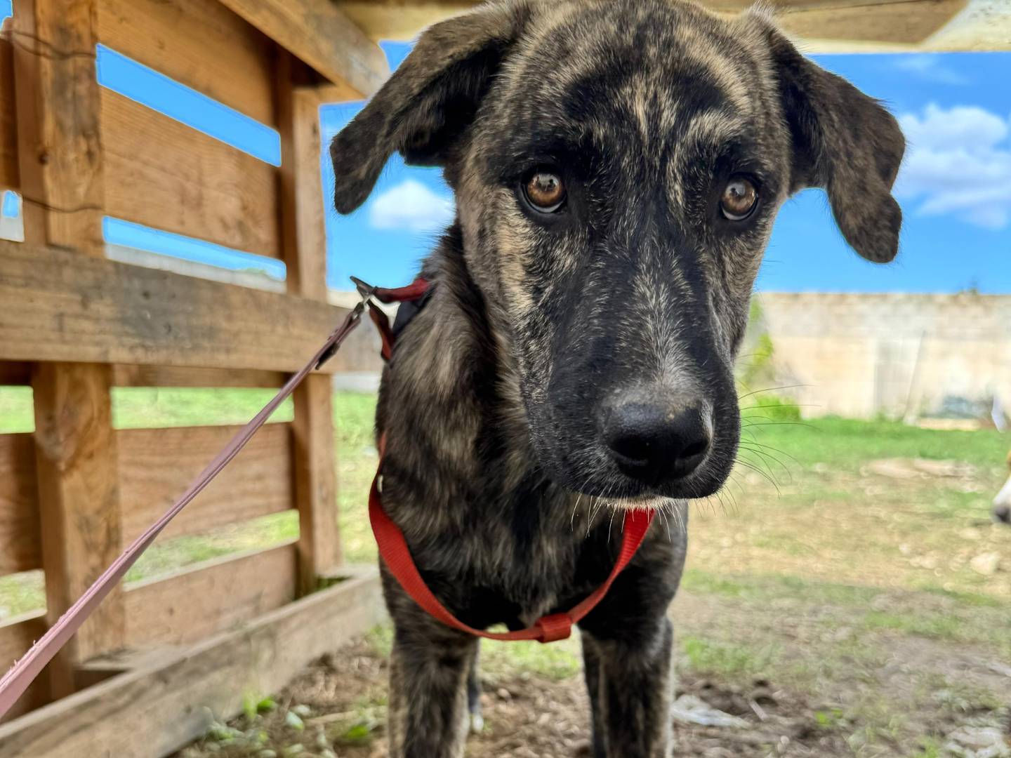 Adotta il cane Joey  a Caserta