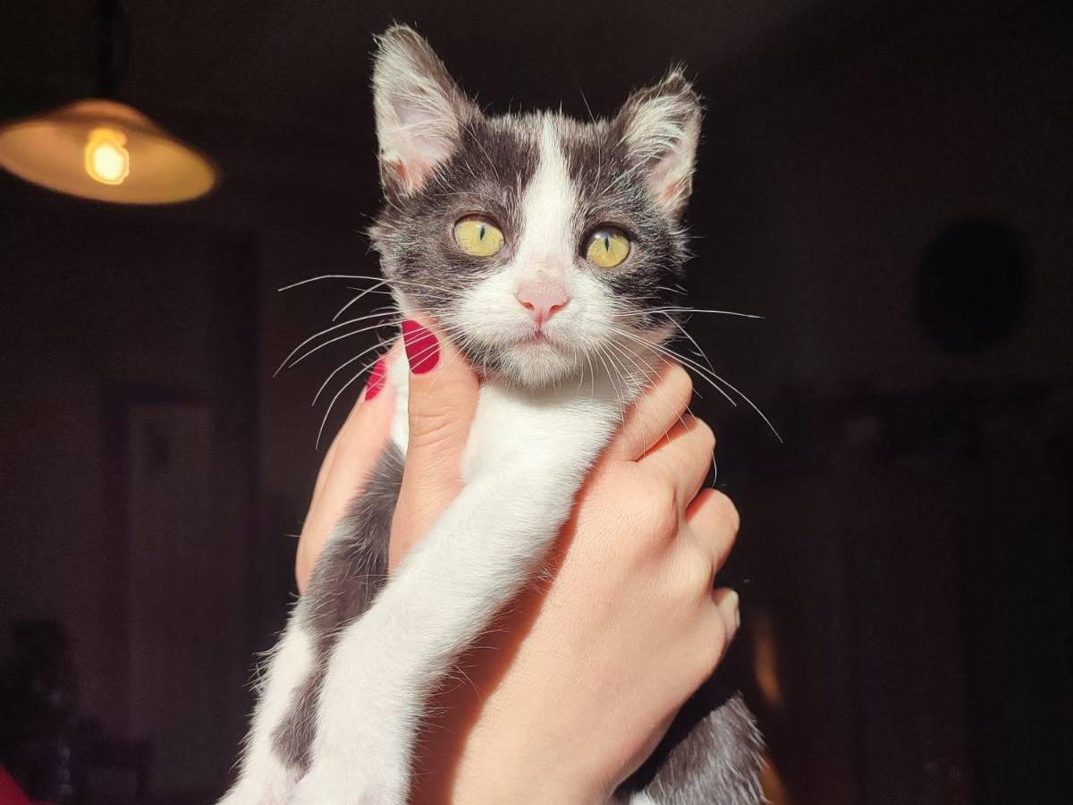 Adozione gatto, femmina, Razza sconosciuta Razza sconosciuta, 3 mesi, taglia non valida, Caserta