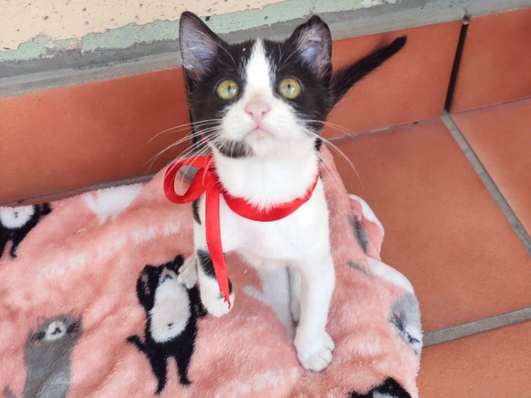 Adotta un gatto, femmina, 3 mesi, Caserta