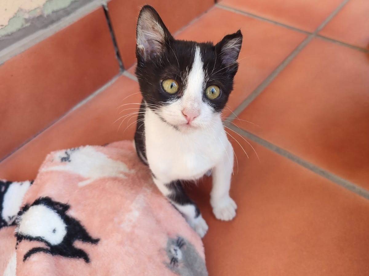 Adotta un gatto, taglia non valida, femmina, Caserta