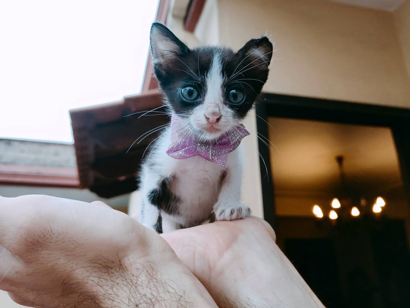 Vuoi adottare un gatto a Caserta?