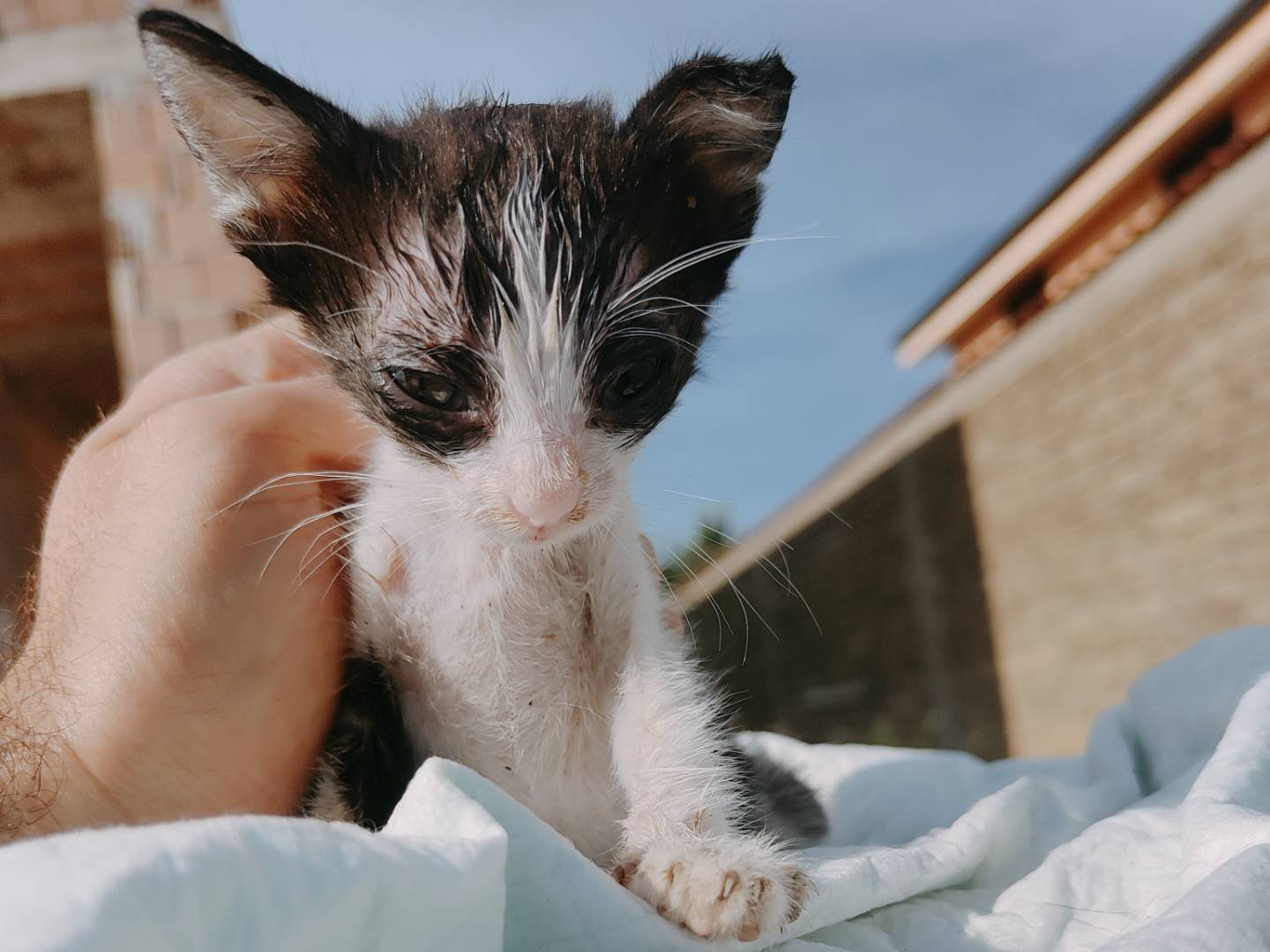 Adotta il gatto Mina a Caserta