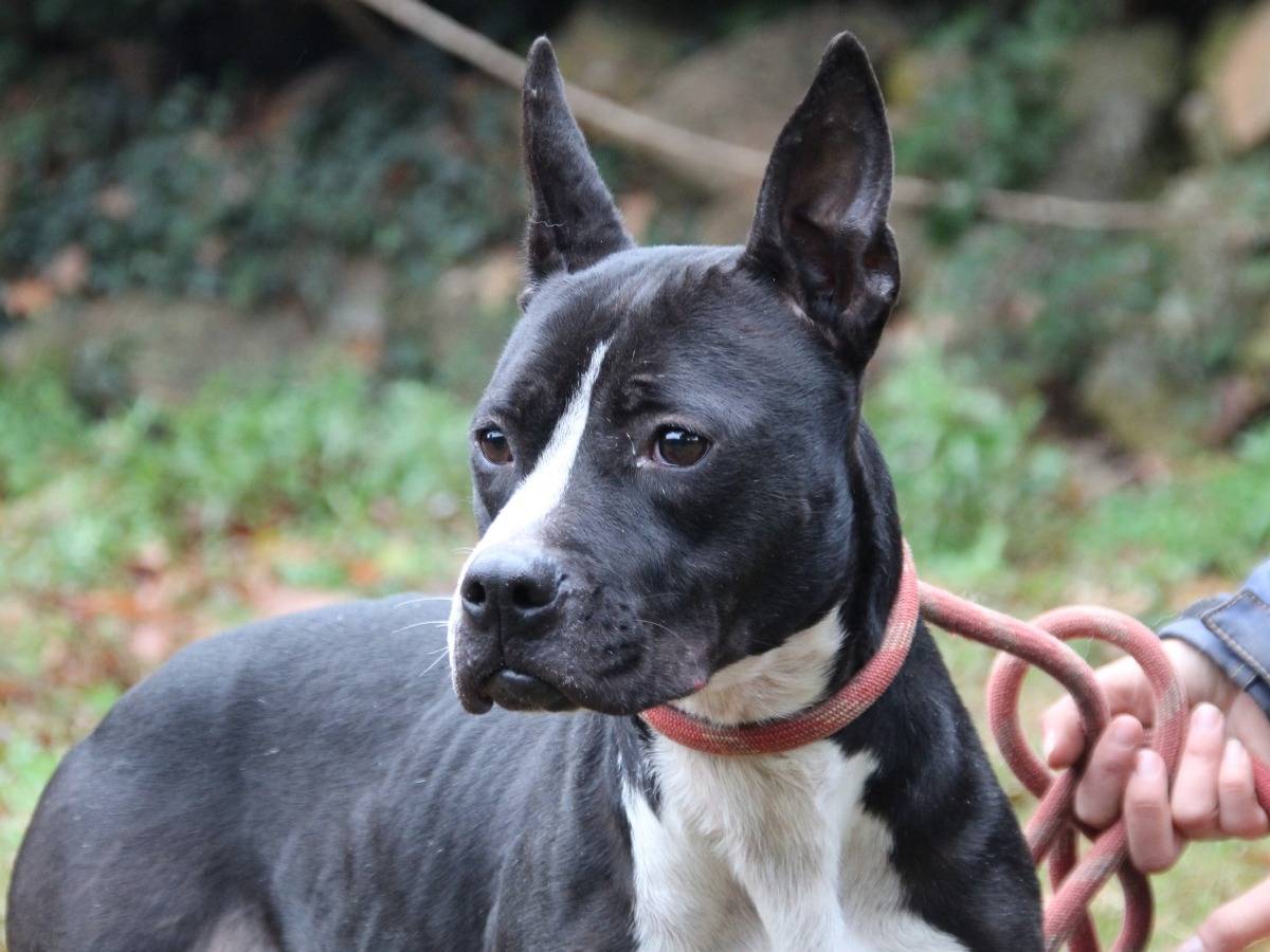 Adotta un cane, femmina, 6 anni e 3 mesi, Roma