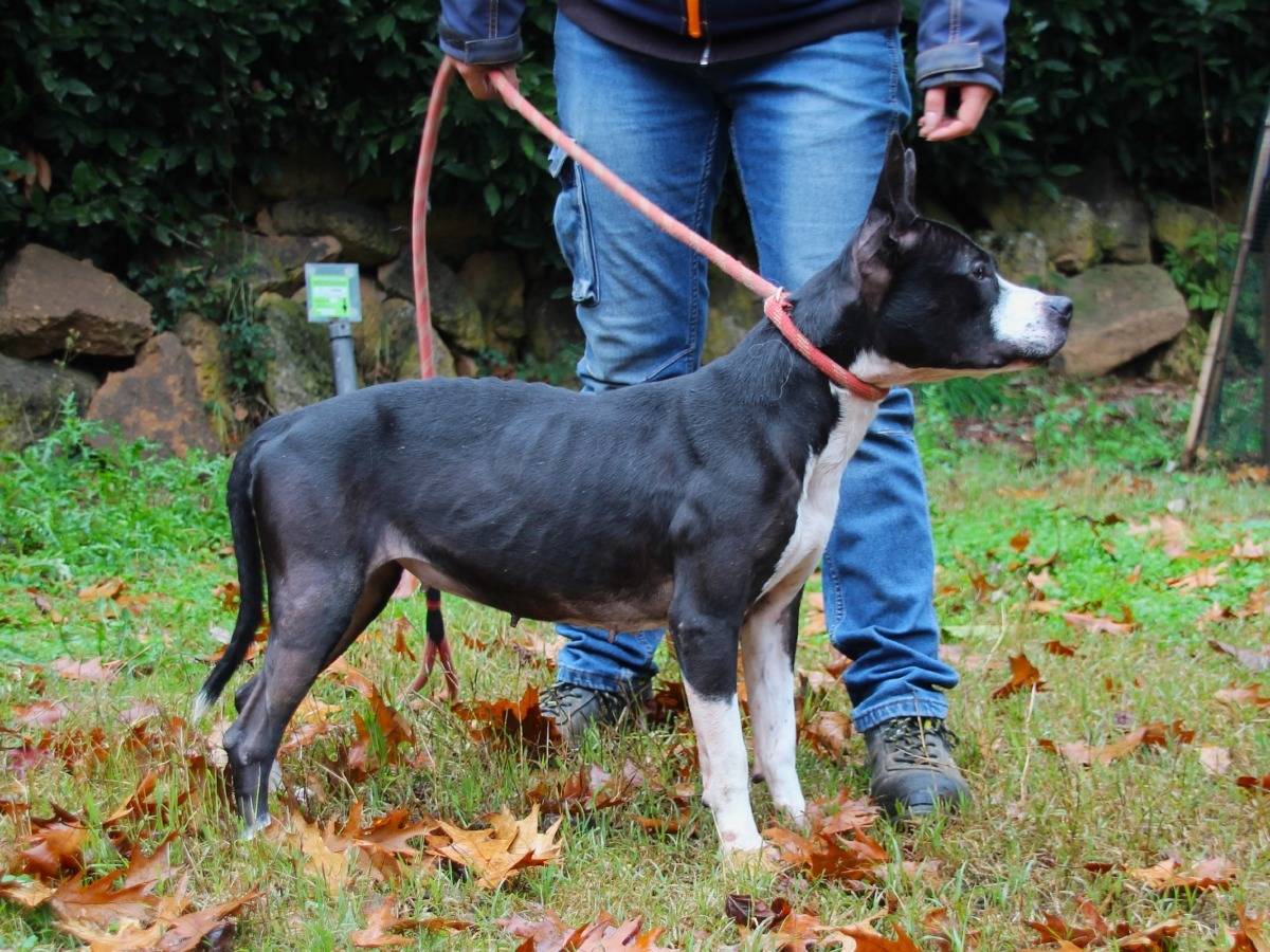 Adotta un cane, taglia media, femmina, Roma
