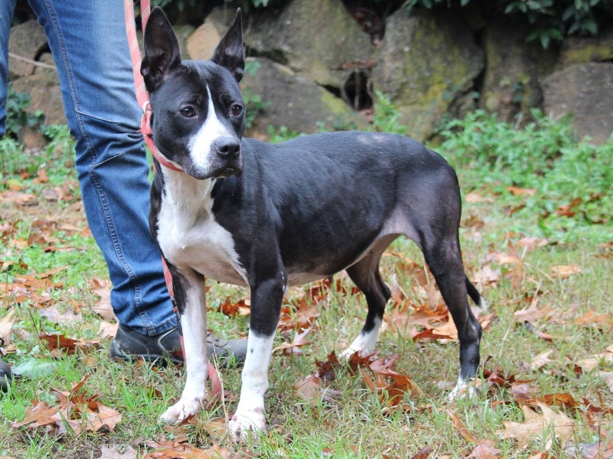 Vuoi adottare un cane a Roma?