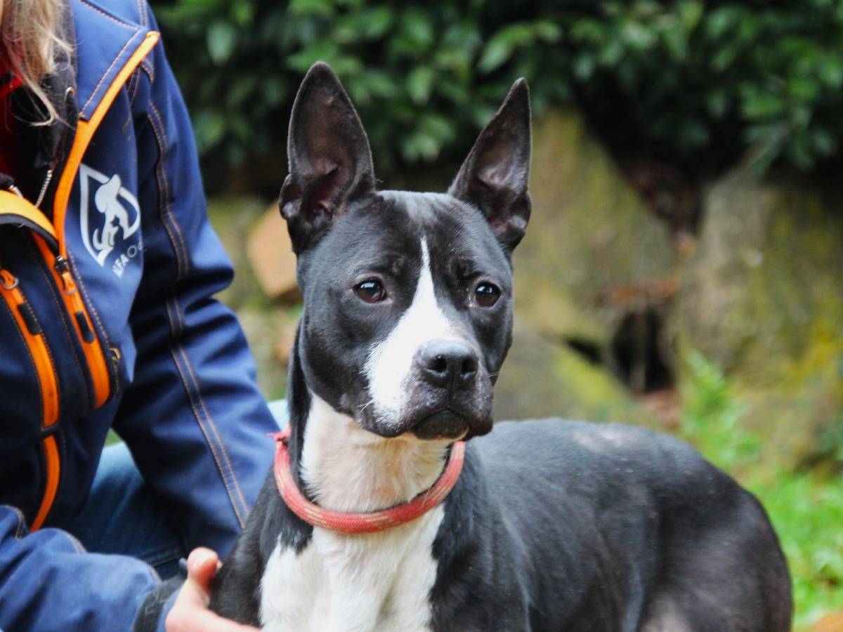 Adozione cane, femmina, Pitbull Razza sconosciuta, 6 anni e 3 mesi, taglia media, Roma