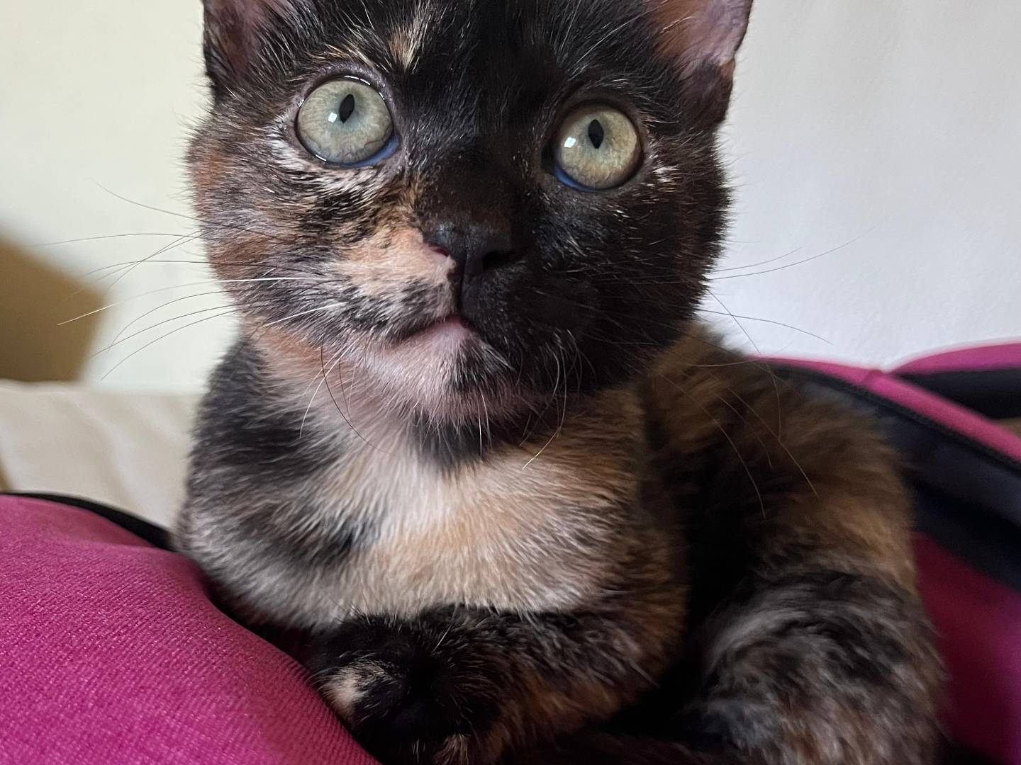 Adotta il gatto Asia a Catanzaro