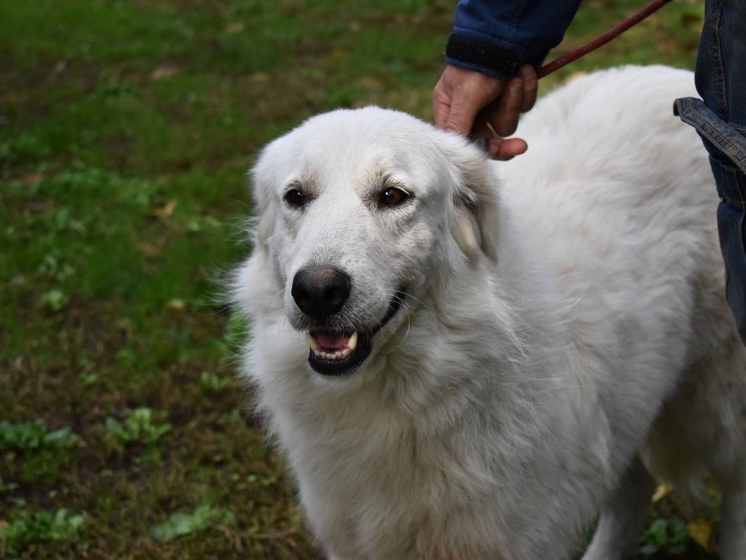 Vuoi adottare un cane a Roma?
