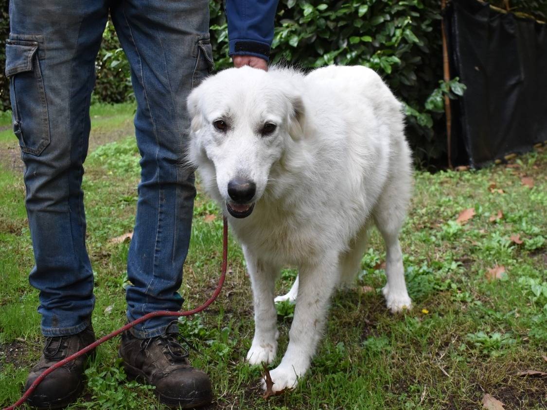 Adotta il cane ARIOTTE a Roma