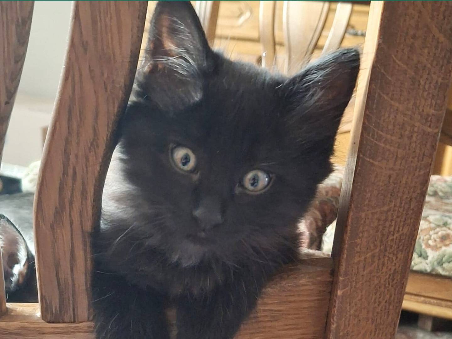 Adozione gatto, maschio, Razza sconosciuta Razza sconosciuta, 2 mesi, taglia non valida, Torino