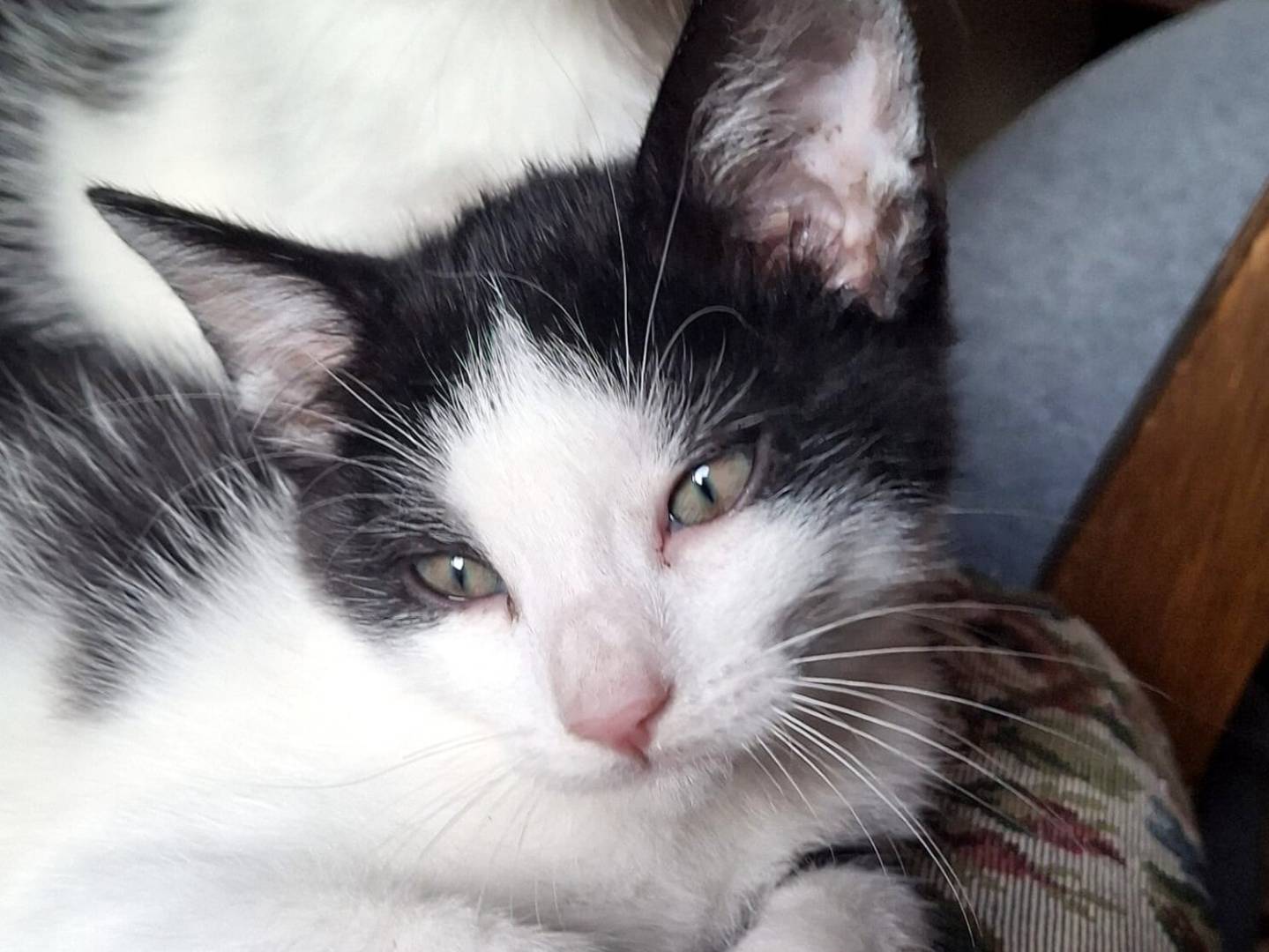 Adozione gatto, maschio, Razza sconosciuta Razza sconosciuta, 2 mesi, taglia non valida, Torino