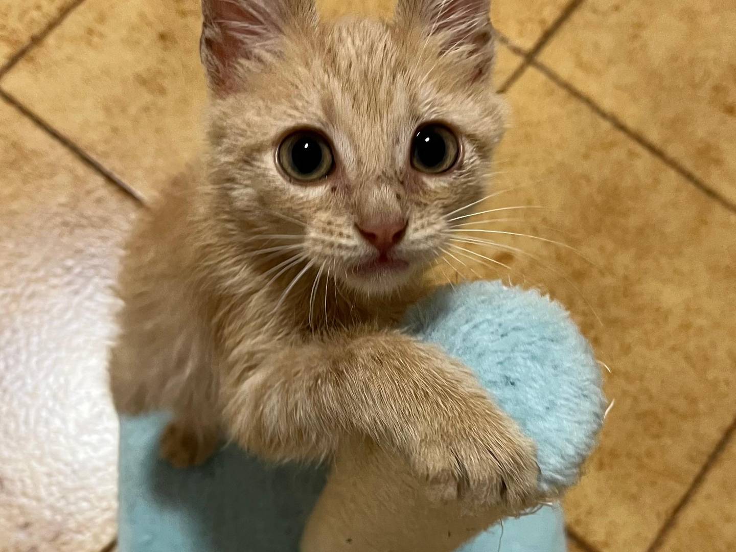 Vuoi adottare un gatto a Catanzaro?