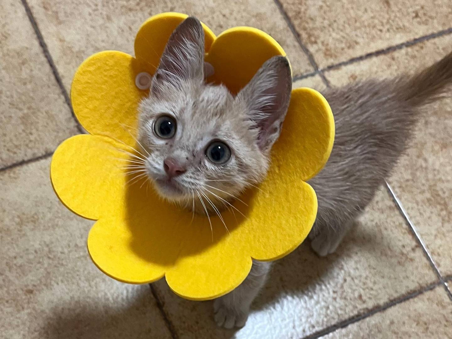 Adotta il gatto Rohan a Catanzaro