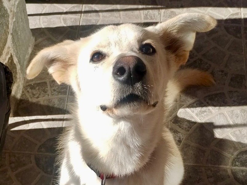 Adotta un cane, femmina, 7 mesi, Genova