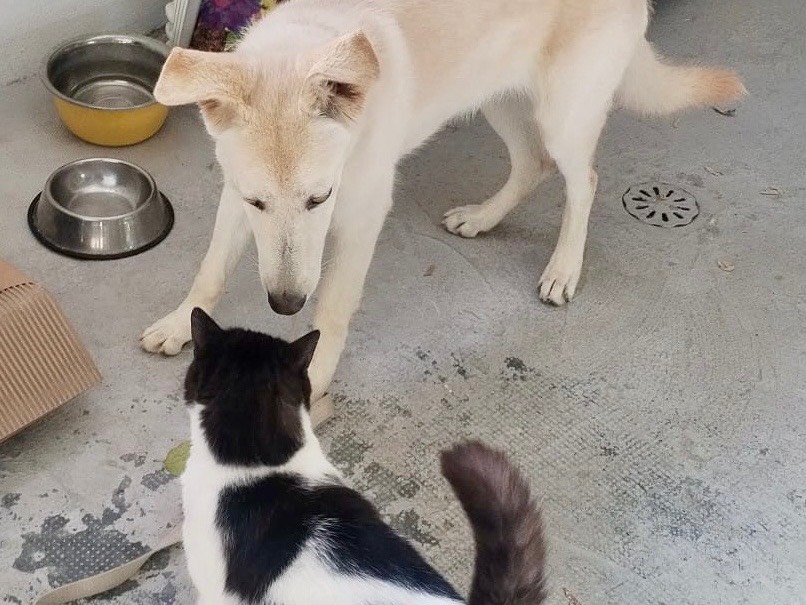 Adotta un cane, taglia grande, femmina, Genova