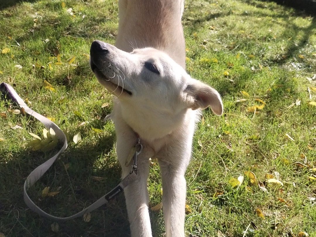 Vuoi adottare un cane a Genova?
