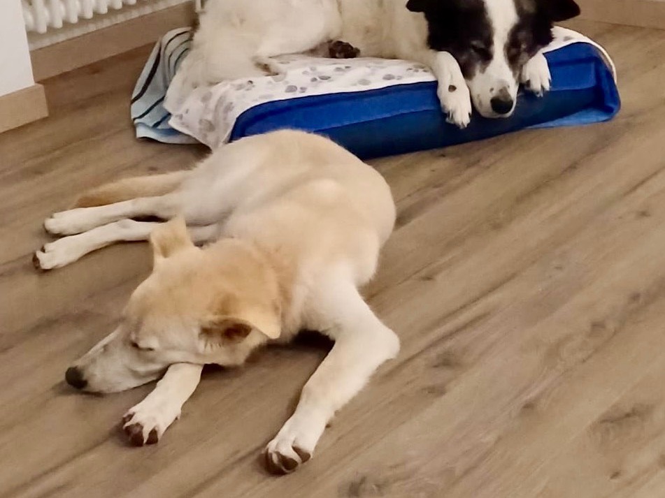 Adotta il cane Avana a Genova