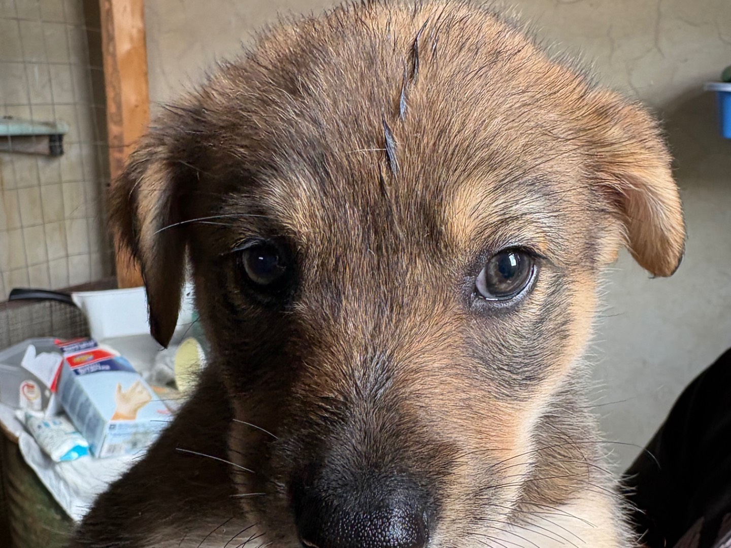 Adozione cane, femmina, Razza sconosciuta Razza sconosciuta, 1 mesi, taglia media, Torino