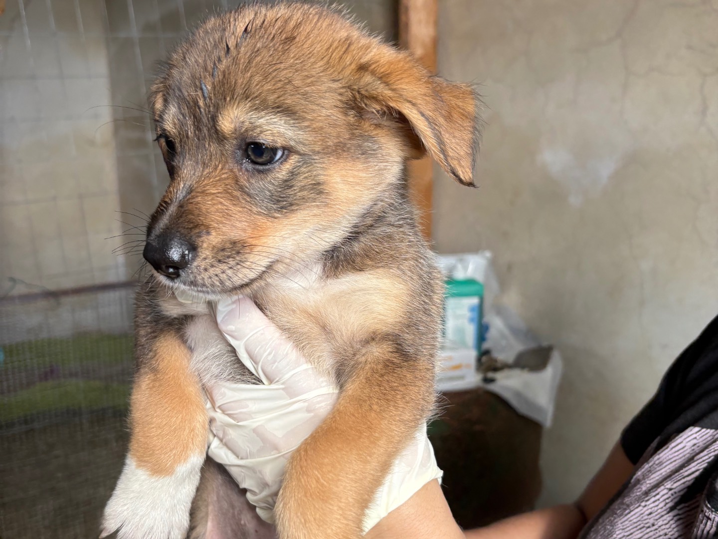 Adotta un cane, femmina, 1 mesi, Torino