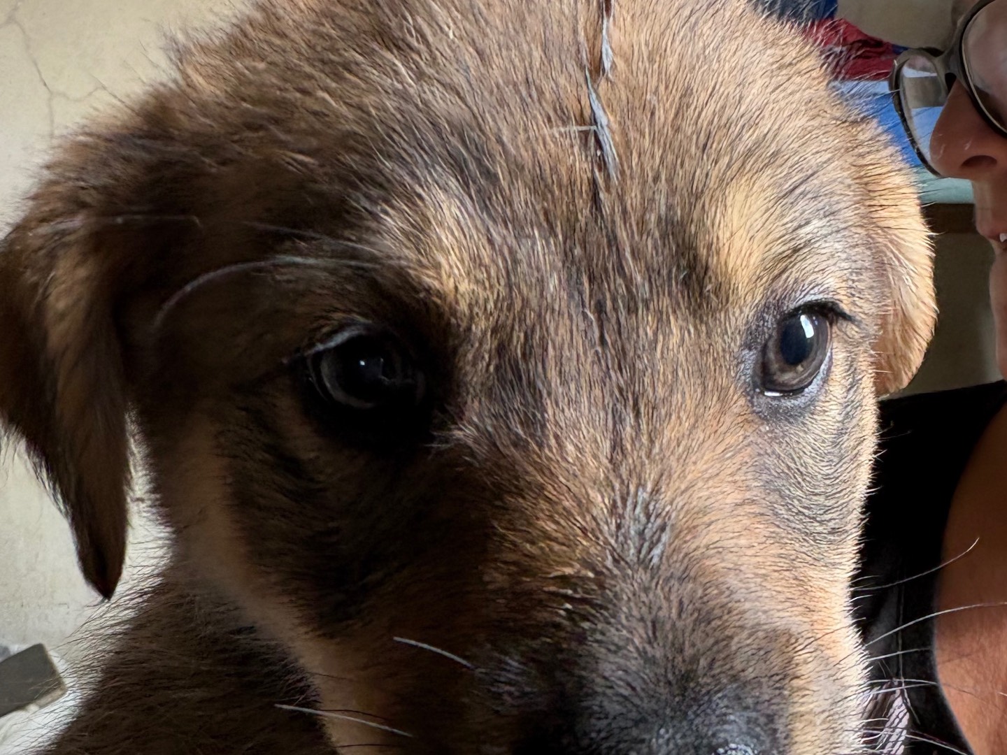 Adotta un cane, taglia media, femmina, Torino