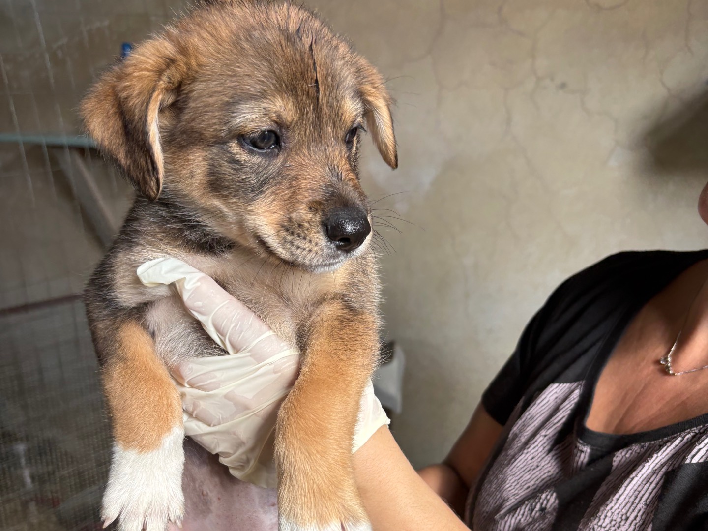 Vuoi adottare un cane a Torino?
