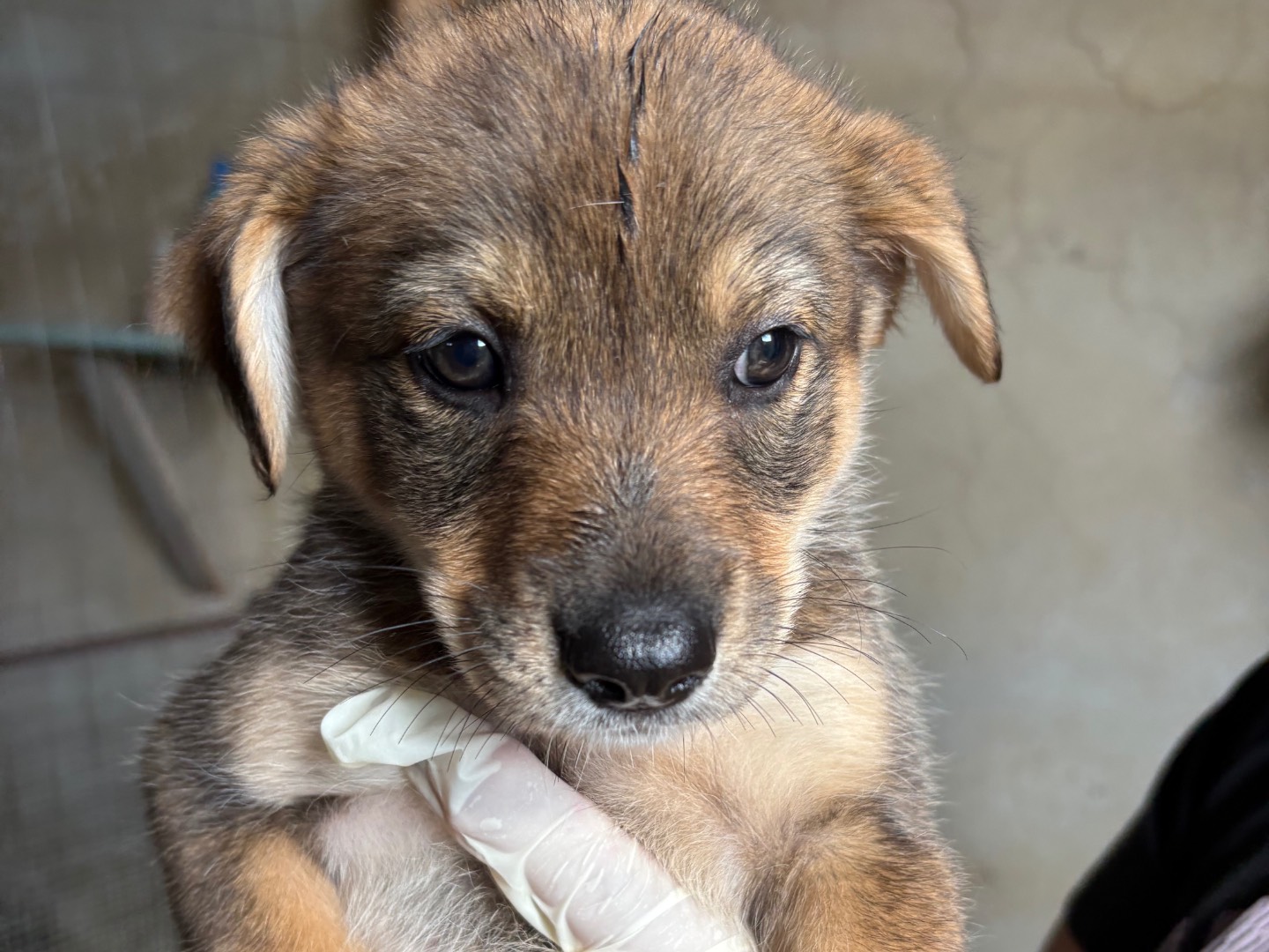 Adotta il cane Licia a Torino