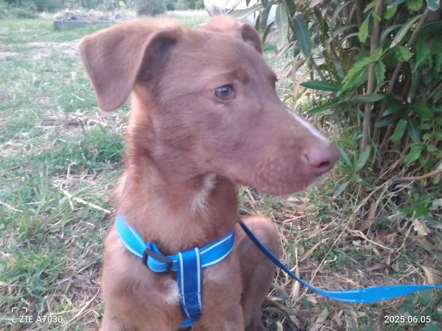 Vuoi adottare un cane a Verona?